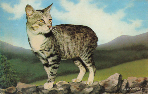 1980s postcard of a Manx cat