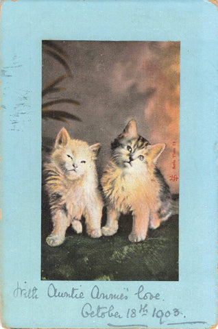 1903 postcard of two cats