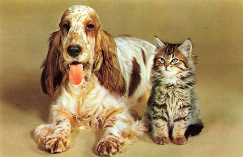 Spaniel and cat, 1970s postcard