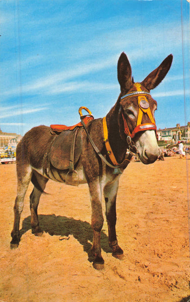 1971 POSTCARD OF DONKEY, POSTED HERNE BAY (ref 2285/24)