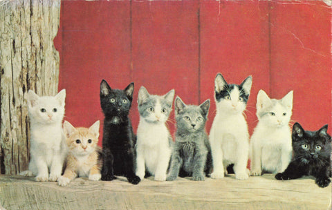 Old postcard of cats