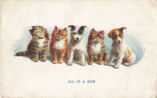 1919 postcard of dogs and cats, "all in a row"