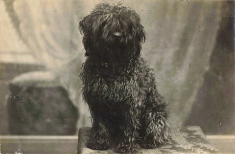 Old postcard of a dog, no title