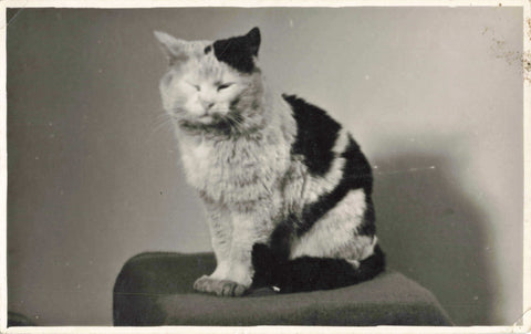 Old real photo postcard of a cat posing for photographer