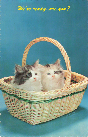 Old Canadian postcard showing two cats in a basket