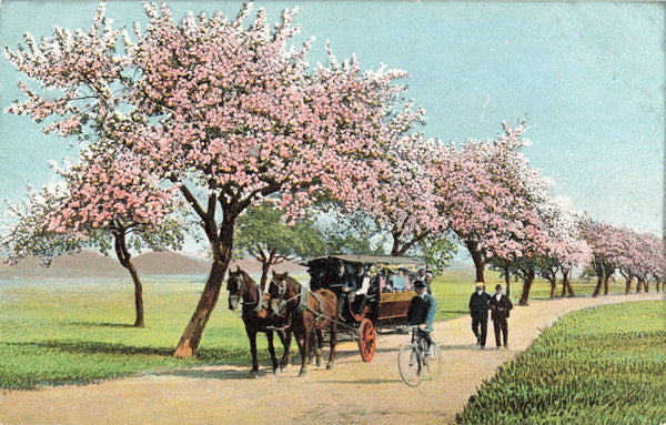 4 OLD POSTCARDS OF HORSE DRAWN BUS & FOLK ON A TRIP (ref 5105/22/W5)