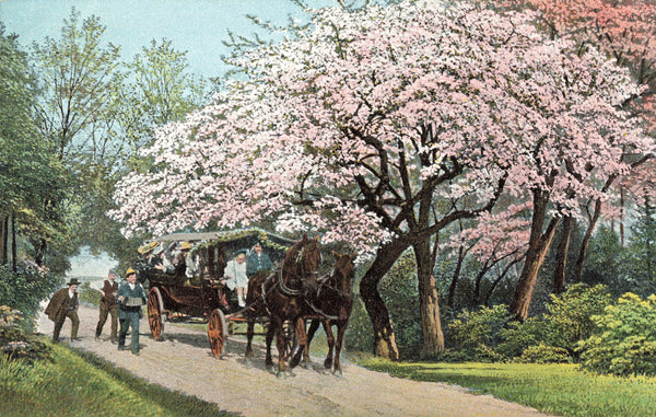 4 OLD POSTCARDS OF HORSE DRAWN BUS & FOLK ON A TRIP (ref 5105/22/W5)