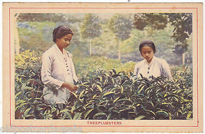 Tea pickers postcard